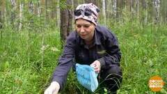 Айда в лес, за черникой! А потом — варенье… Доброе утро. Фрагмент
