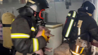 Пожарные спасли 2 500 поросят при тушении возгорания в Курганской области: видео