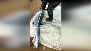 Трехметровые акулы появилась у берегов Приморья