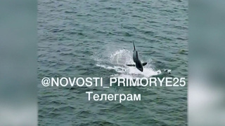 У берегов Приморья акулы наводят ужас на рыбаков и отдыхающих