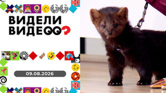 Две собаки и один шуруповерт; кот — сын курицы, соболь на потолке, как припрятать запеканку, говорящий кот. Видели видео?
