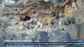 Фотоохота не удалась: амурский тигр утащил оборудование немецкого фотографа