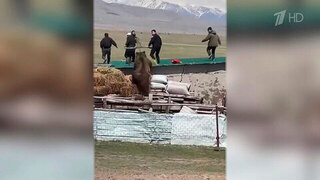 Медведи стали выходить к людям и все чаще нападать