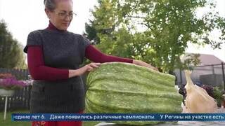 «Банальные приемы»: эксперт объяснил, что нужно, чтобы вырастить гигантский овощ