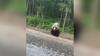 Нашествие медведей от Камчатки до Сочи: животные все чаще встречаются в населенных пунктах