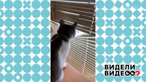 Кот-шпион. Видели видео? Фрагмент