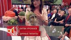 Огородница из Рыбинска показала выращенные тыкву-череп и кабачок весом 58 кг. Пусть говорят. Фрагмент