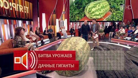 «Немного похудел». Огородник — о выращенном арбузе весом 110 кг. Пусть говорят. Фрагмент