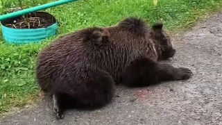 Растет число сообщений о нападениях диких медведей на людей в разных регионах