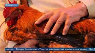 Актер театра из Колумбии объяснил, зачем привезли живого петуха на фестиваль в РФ