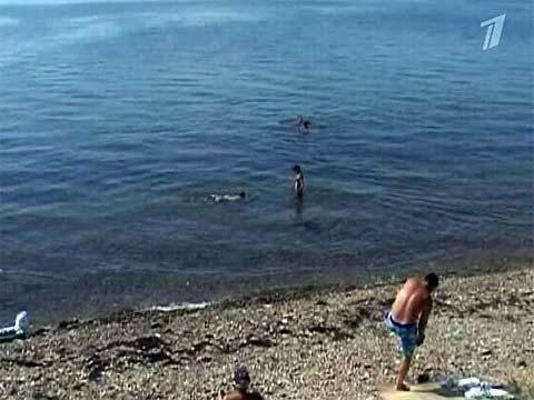 Акула в черном море 2021. Абхазия есть ли акулы в море. Абхазия есть ли акулы в море. Самая большая акула чёрного моря в крыму. Есть ли акулы в абхазии гагра.