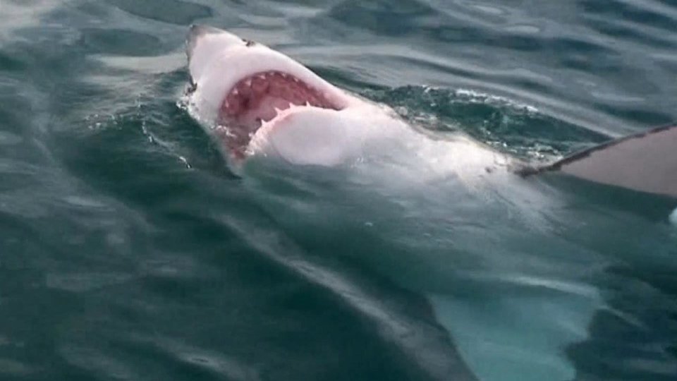 Акула молот памятник в египет. Браслет для отпугивания акул. Ремеллент отпугивабщий акуо. Костюм для плавания с эффектом отпугивания акул. Отпугиватель акул.