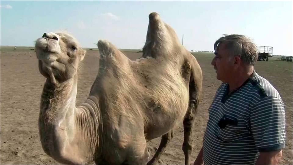 Порно верблюд ебет девушку, смотреть порно видео онлайн