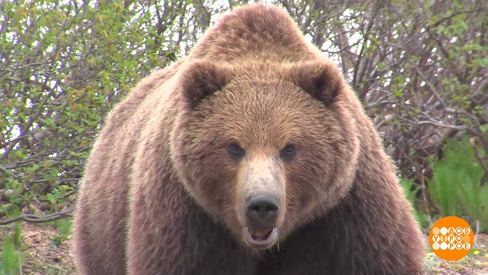 бурый медведь кабель канал