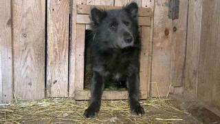 В Челябинске необычный пес Потапыч ищет новых хозяев