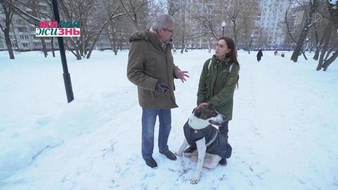 Тайная жизнь домашних животных с Алексеем Лысенковым. Виктор Гусев и его питомцы. Живая жизнь. Фрагмент выпуска от 02.02.2019