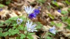 Операция «Первоцвет». Доброе утро. Фрагмент выпуска от 06.04.2016