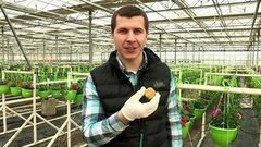 Как вырастить рассаду в бумаге. Доброе утро. Фрагмент выпуска от 08.04.2016