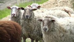 Волки вышли к людям. Доброе утро. Фрагмент выпуска от 06.05.2016