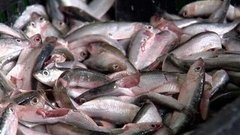 Астраханская килька. Доброе утро. Фрагмент выпуска от 10.05.2016