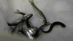 Выпускаем мальков. Доброе утро. Фрагмент выпуска от 19.05.2016