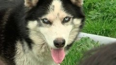 С собачьего на человеческий. Доброе утро. Фрагмент выпуска от 24.05.2016