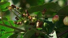 Черемуха-мутант? Доброе утро. Фрагмент выпуска от 17.06.2016