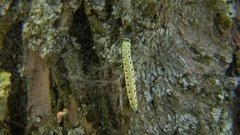 Моль атакует! Доброе утро. Фрагмент выпуска от 24.06.2016