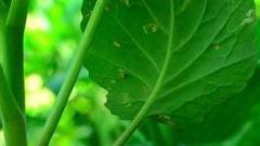 Спасаем урожай от вредителей. Доброе утро. Фрагмент выпуска от 17.08.2016