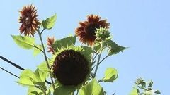 Подсолнух-чемпион. Доброе утро. Фрагмент выпуска от 19.08.2016