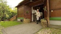 Хорошее отношение к лошадям. Доброе утро. Фрагмент выпуска от 31.08.2016