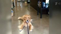 Золотой ретривер из Чикаго ужасно любит ходить по магазинам. Хиты интернета