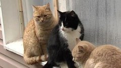 Тайна Волконского дольмена