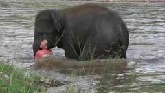 В одном из природных парков Таиланда слон спас своего дрессировщика. Хиты интернета