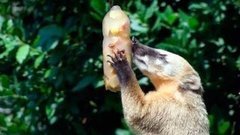 В мире. Мороженое для зверей. Доброе утро. Фрагмент выпуска от 31.07.2015