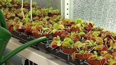 Средства от мух. Эксперимент! Доброе утро. Фрагмент выпуска от 13.07.2015