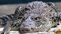 В мире. Куба: свободу крокодилам. Доброе утро. Фрагмент выпуска от 02.07.2015