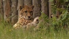 В мире. Германия: гепардиха-героиня. Доброе утро. Фрагмент выпуска от 01.07.2015