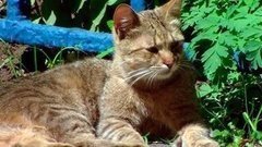 Кошкин дом. Доброе утро. Фрагмент выпуска от 26.06.2015