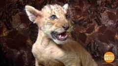 Лигренок по имени Царь. Доброе утро. Фрагмент выпуска от 09.02.2017