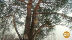 Все в лес! Доброе утро. Фрагмент выпуска от 10.03.2017