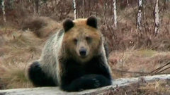 Мишки проснулись. Доброе утро. Фрагмент выпуска от 10.06.2015