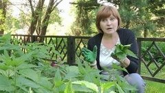 Собираем лекарственные травы. Доброе утро. Фрагмент выпуска от 03.06.2015