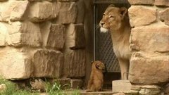 В мире. Тройня львят. Доброе утро. Фрагмент выпуска от 03.06.2015