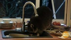 Зверюшки онлайн. Доброе утро. Фрагмент выпуска от 05.04.2017