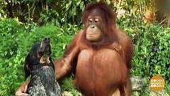 Орангутанг собаке друг. Доброе утро. Фрагмент выпуска от 25.04.2017