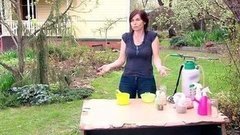 Махорка — лучший друг садовода. Доброе утро. Фрагмент выпуска от 19.05.2015