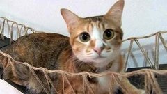 В мире. Музей кошек. Доброе утро. Фрагмент выпуска от 17.04.2015