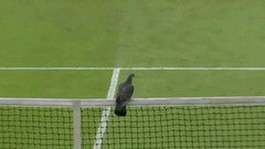 Матч квалификации Уимблдона был прерван из-за голубя, которого не могли прогнать несколько минут. Хиты интернета