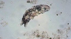 Жизнь прилетела из космоса? Доброе утро. Фрагмент выпуска от 10.04.2015